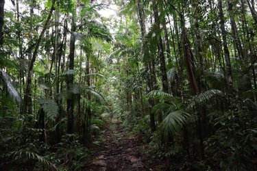 a dirt pathway through a lush green rainforest