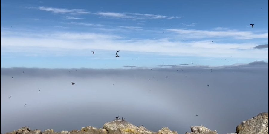 Auklets fly next to a rocky cliffside against the ocean.