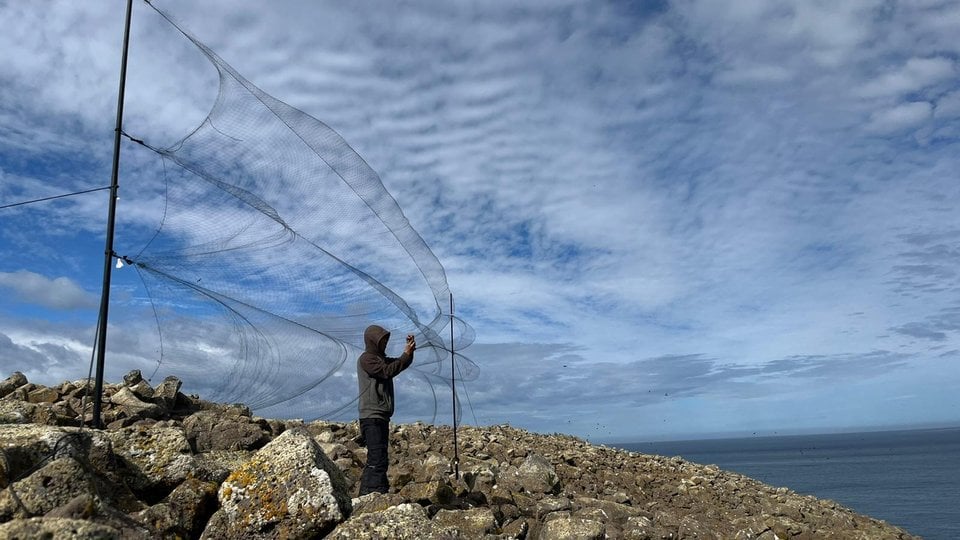 Researcher with net on cliff over ocean