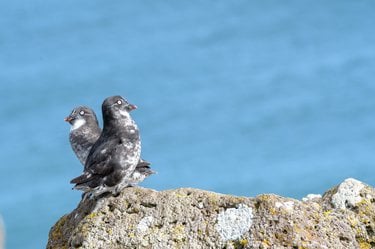 A close up image of Auklets birds sitting on a rock by the water. There are small with white eyes and gray plumes.