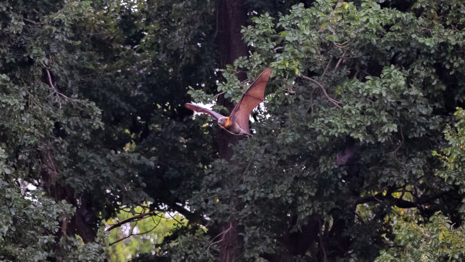 Flying Fox Protection Cooling Sprinklers Protect Flying Foxes from Heat Stress | World ...