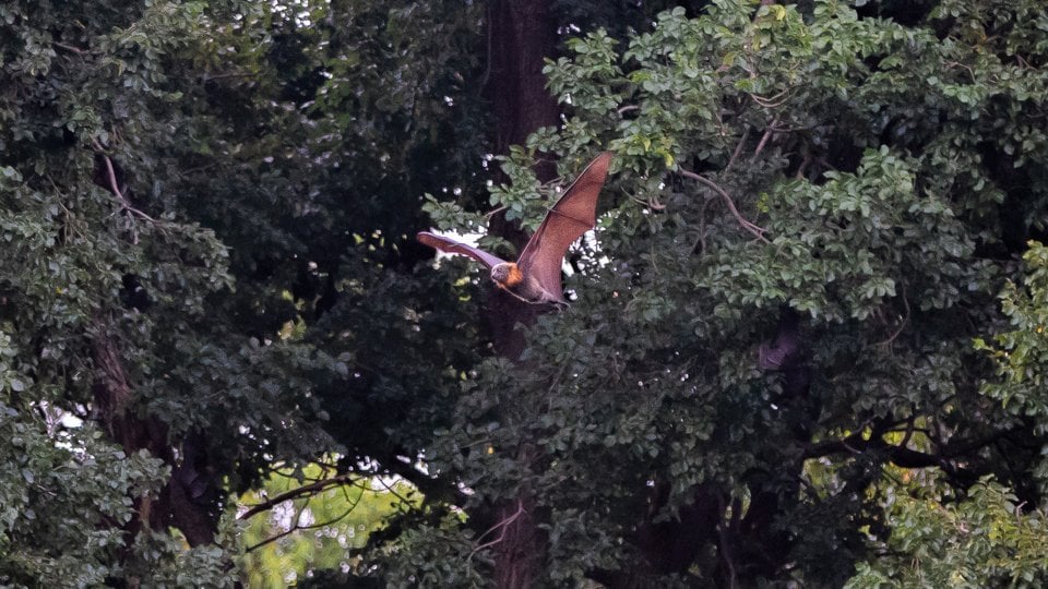 Grey headed flying fox takes flight from a large leafy tree