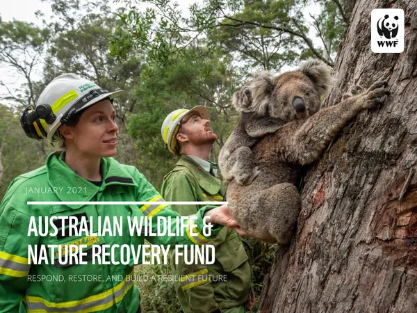Report cover featuring two human emergency responders with koala mother and  joey clinging to tree