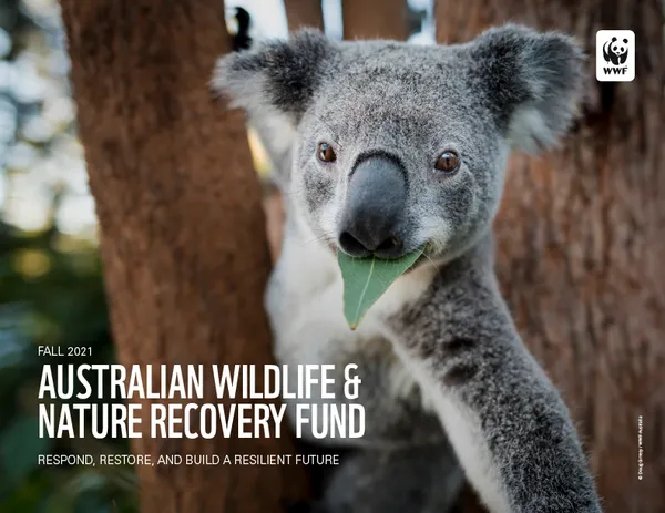 Koala with leaf