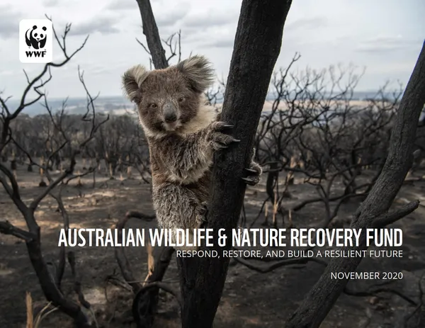 Cover of Australian Wildlife and Nature Recovery Fund report with koala perched in tree within wildfire-devastated forest landsscape