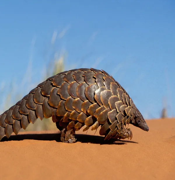 pangolin in proflie walking on sand