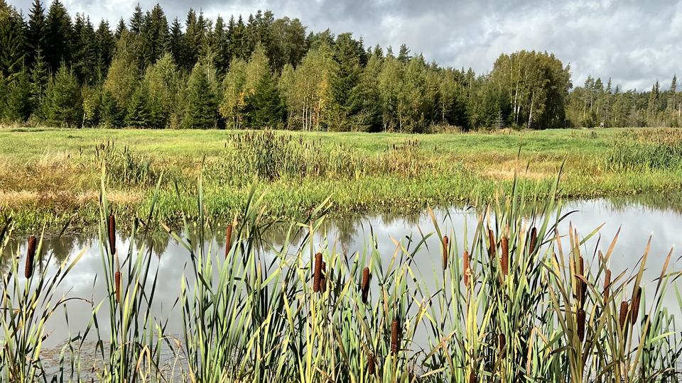 a body of water with forest in the background
