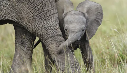 A baby elephant wraps its trunk around its mother's leg