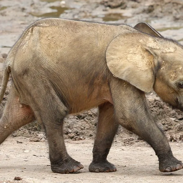 A baby elephant walks through the mud