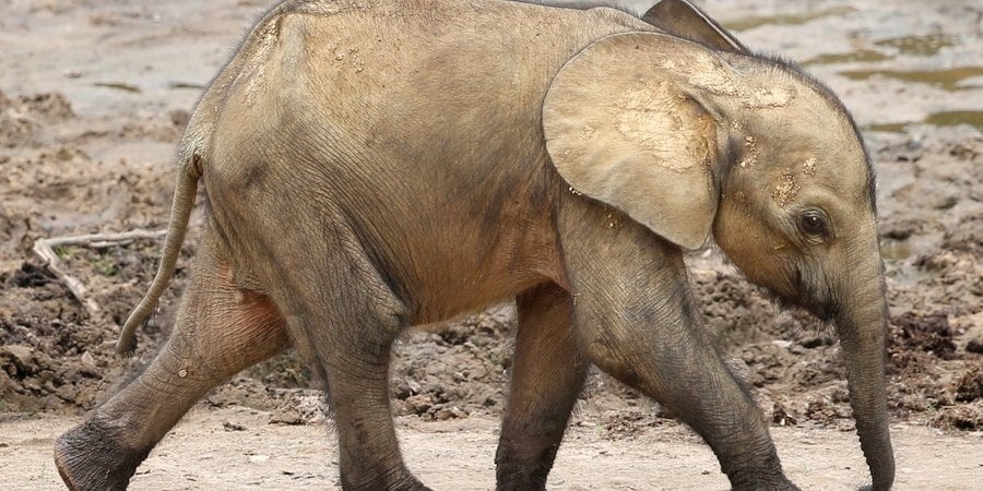 A baby elephant walks through the mud