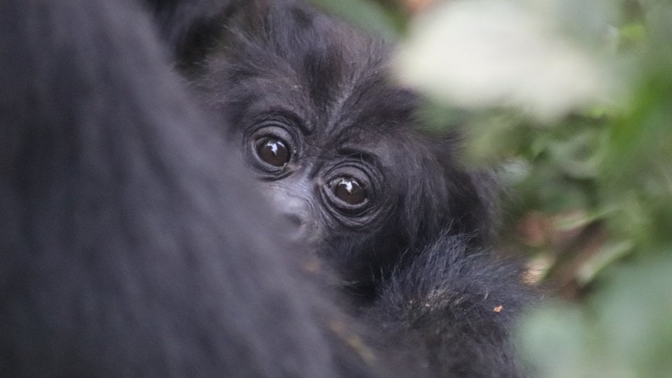 A baby gorilla peeks out from the arms of a larger gorilla