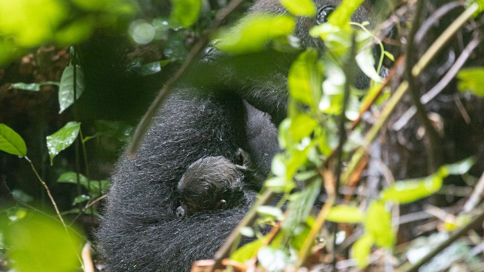 A mother gorilla holds her new baby in the forest