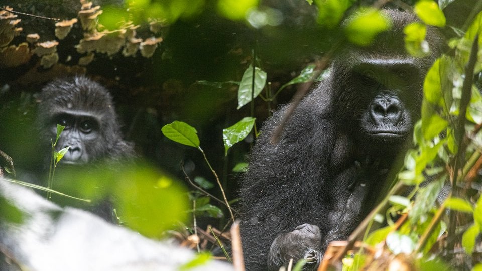 A mother gorilla holds her new baby