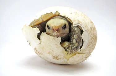 A close up of a baby turtle hatching out of an egg against a white background.