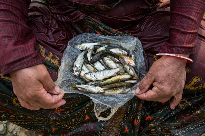 A plastic bag full of small fish sitting on a person's lap