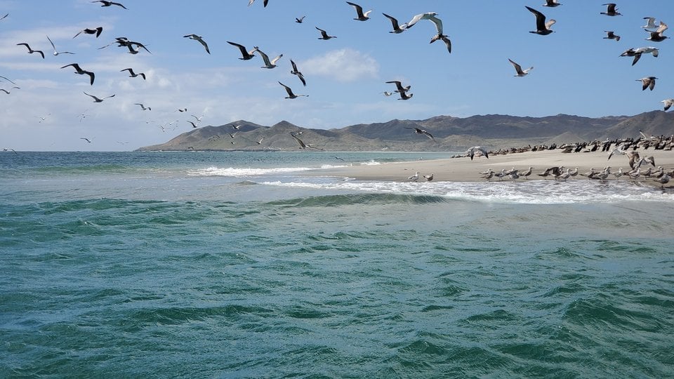 A photo of a coastal area with water on the left, a sandy spit in the middle, and dark mountains in the background. Birds fly overhead.