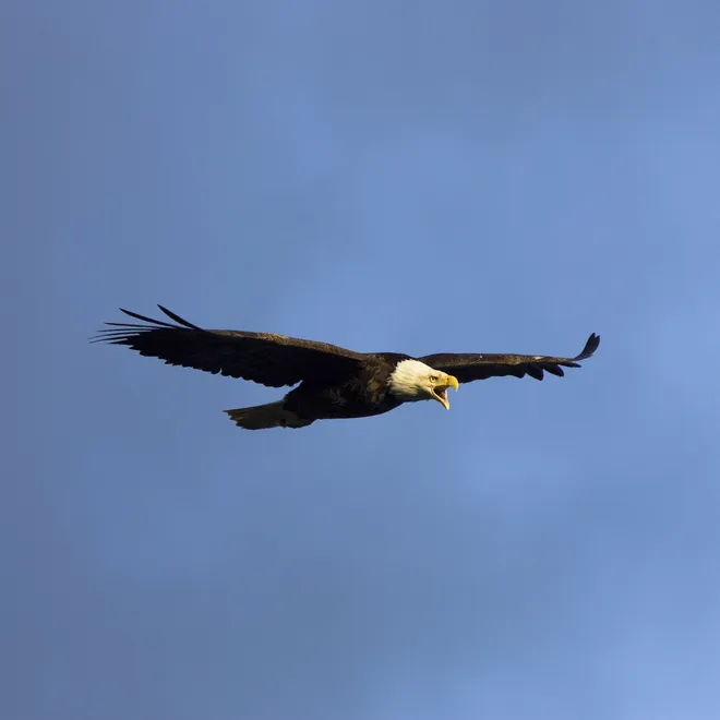 bald eagle flying through the air with blue skies