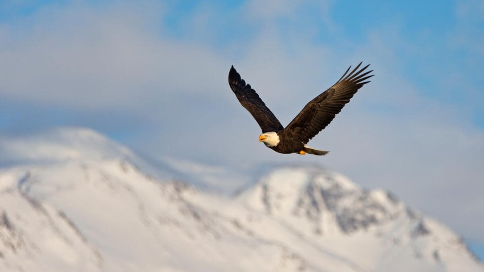 A bald eagle soars through the air with a snowy peak in the background