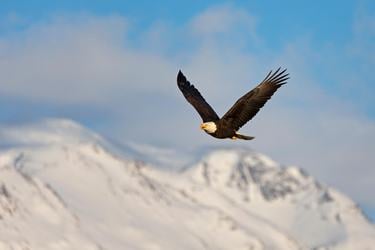 A bald eagle soars through the air with a snowy peak in the background