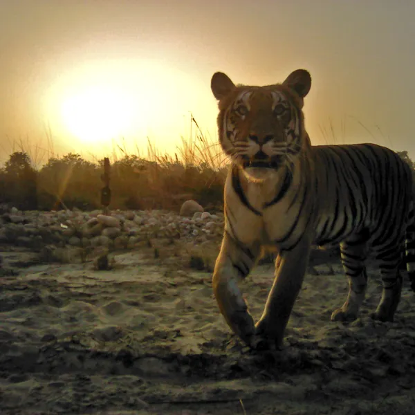 A tiger stares into a camera trap. The landscape is snowy, and the sun is low in the sky.