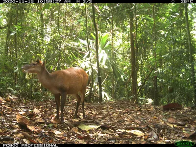A camera trap image of a brown barking deer in the forest. It stands in dead leaves with a green jungle behind.