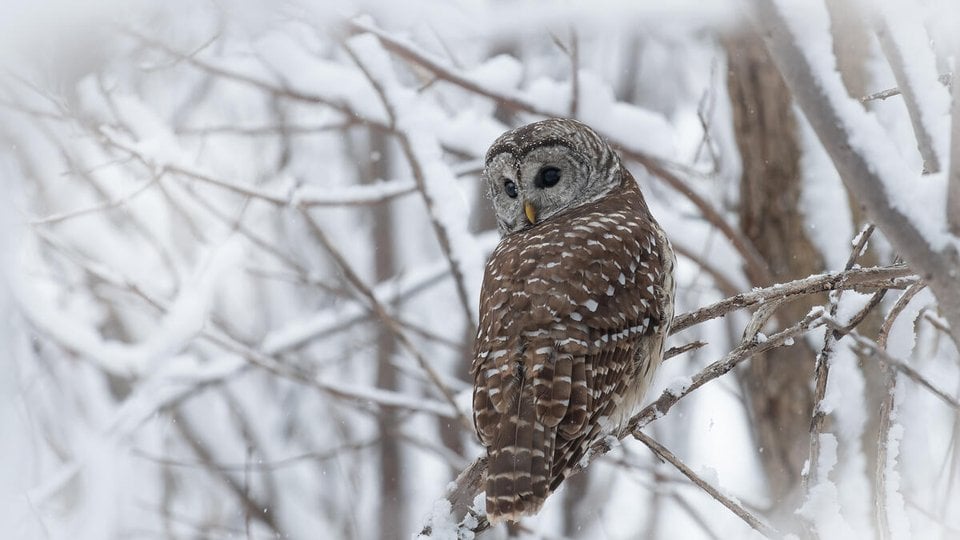 A barred owl sitting on a branch turns its head to look at the camera on a snowy day