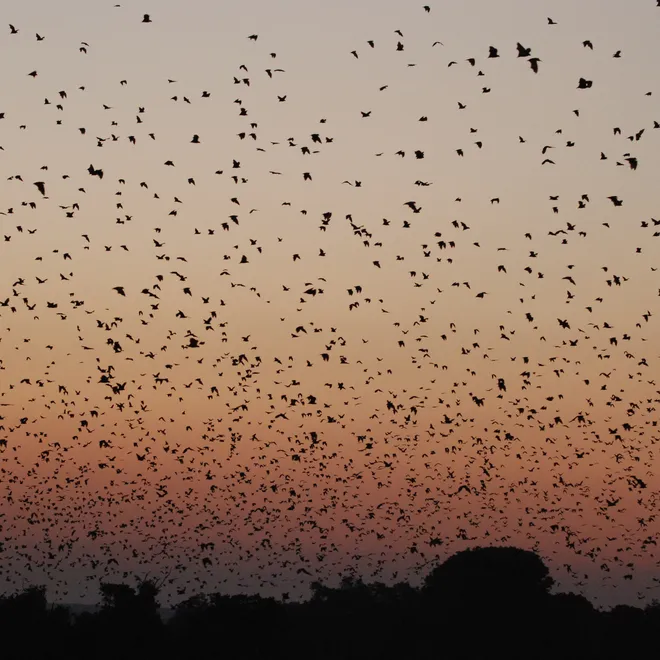 A massive colony of bats fly at dusk. The silhouette of dark trees frame the bottom of the photo.