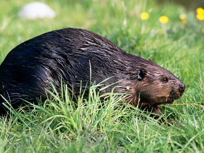 Beaver in profile, sitting in green grass