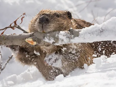 A beaver carries a snow-covered branch in its mouth
