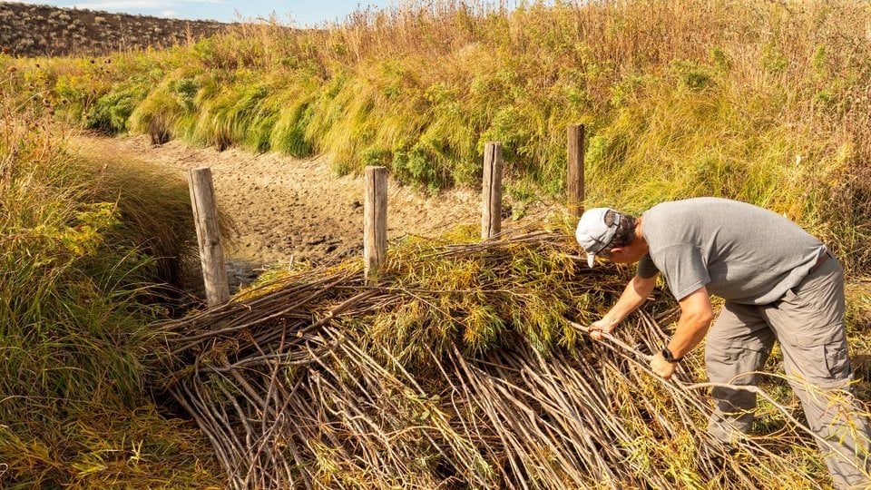 A conservationist adds sticks to a beaver dam analog in the Northern Great Plains