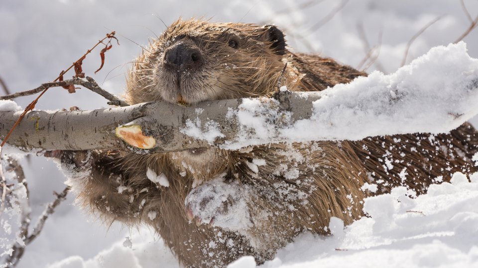 A beaver carries a snow-covered branch in its mouth
