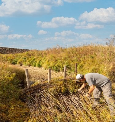 Farmer bending over, pulling and piling plants