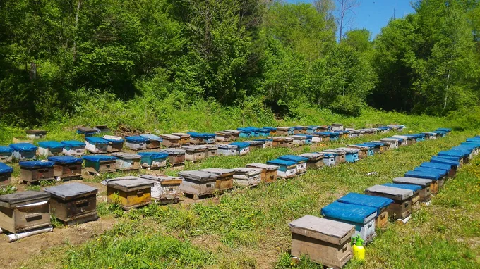 Rows of bee hives in green grass in China