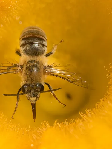 A closeup of a bee on a yellow flower