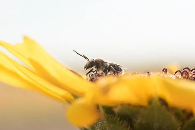 Bees sit on a yellow flower in a close-up