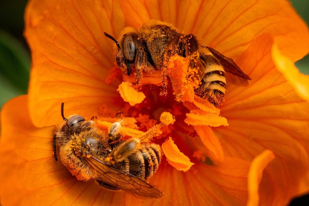 Partiful Bees Flowers Bees Like Honey