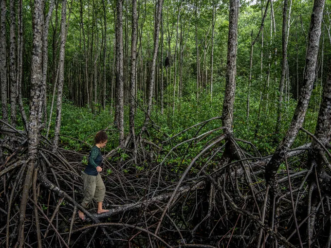 Woman balancing on clump of mangrove roots in forest