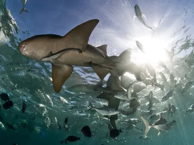 Underwater photo of a nurse shark and other schools of fish from below.