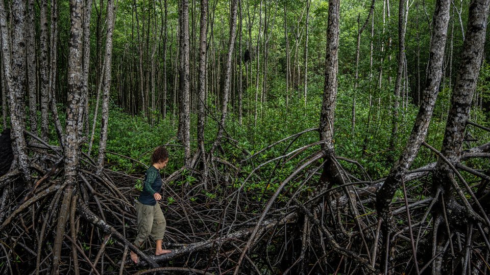 Woman balancing on clump of mangrove roots in forest