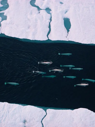Aerial photo of beluga pod passing through ice floes