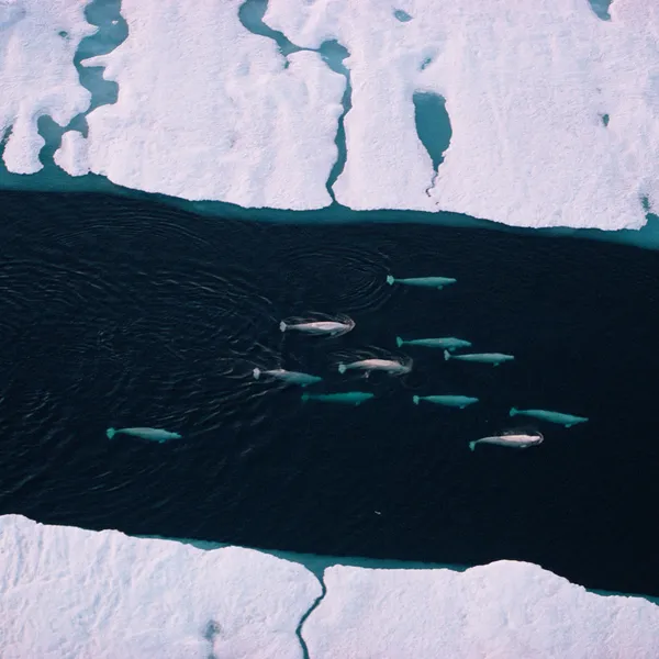 Aerial photo of beluga pod passing through ice floes