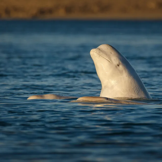 A beluga whale pops the upper half of its body out of the water