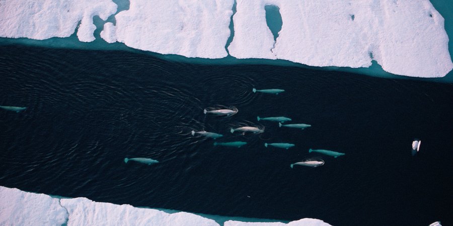 Aerial photo of beluga pod passing through ice floes