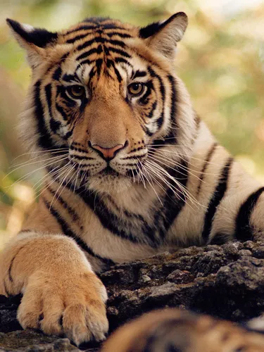 A Bengal tiger in Bandhavgarh National Park, India