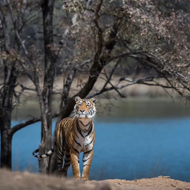 An orange, black and white striped tiger in the foreground with a tree and waterway reflecting the blue sky in the background