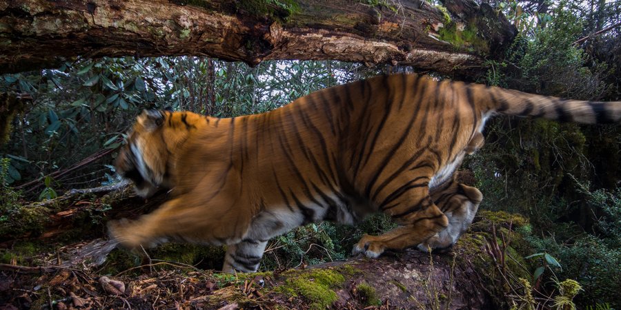 A wild Bengal tiger moves swiftly under a fallen tree in the forest