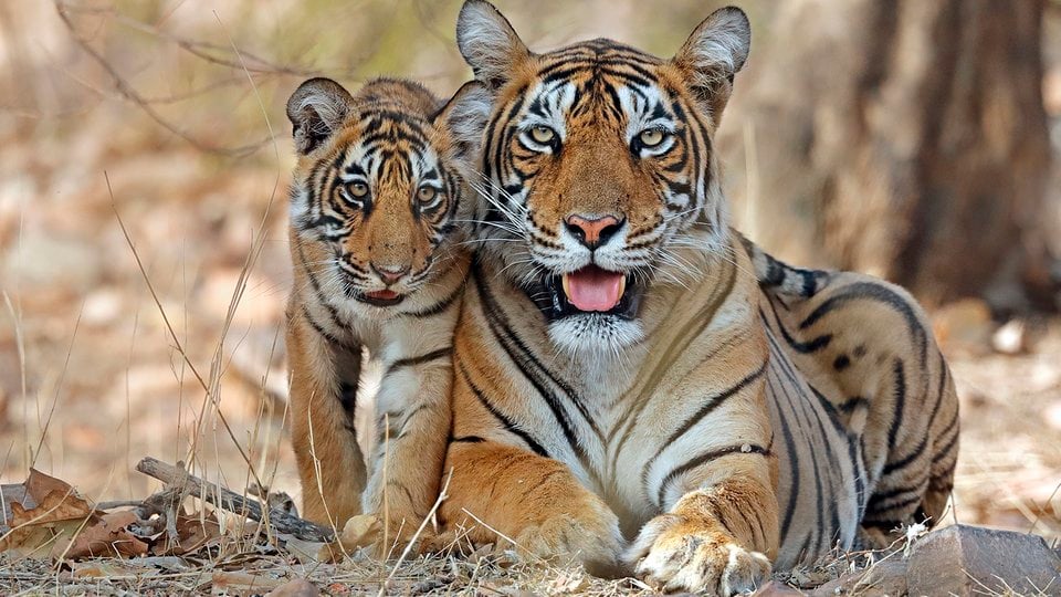 A striped Bengal tiger and her cub