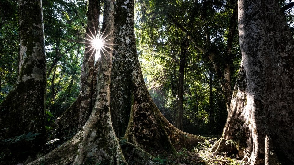 Large, old trees with dappled sunlight