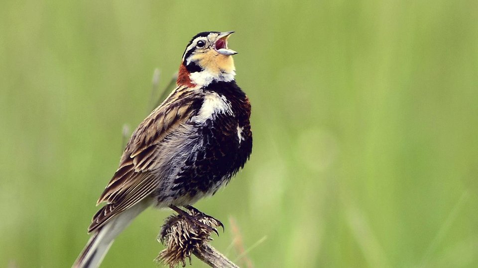 A small brown and white bird perches on a dry prairie grass and has its mouth wide open in song.