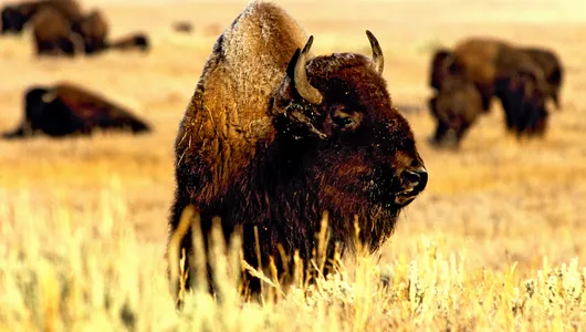 A bison in tall prairie grass looks to the left. There are other bison in the distance.